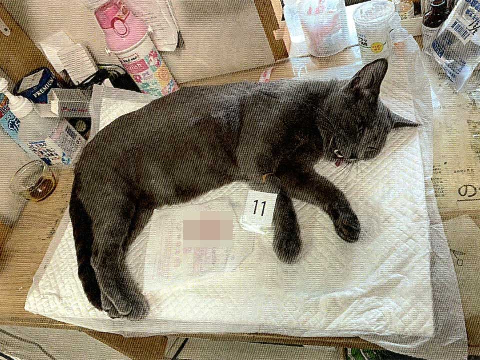 TNR No.030 術後のギントキ