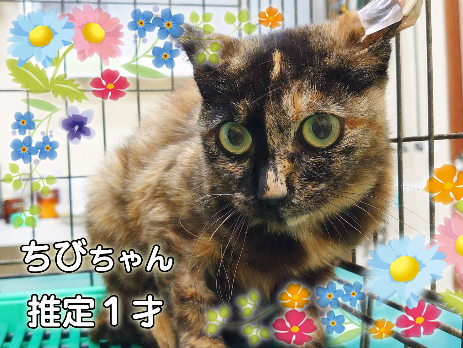 TNR No.000 ちびちゃん