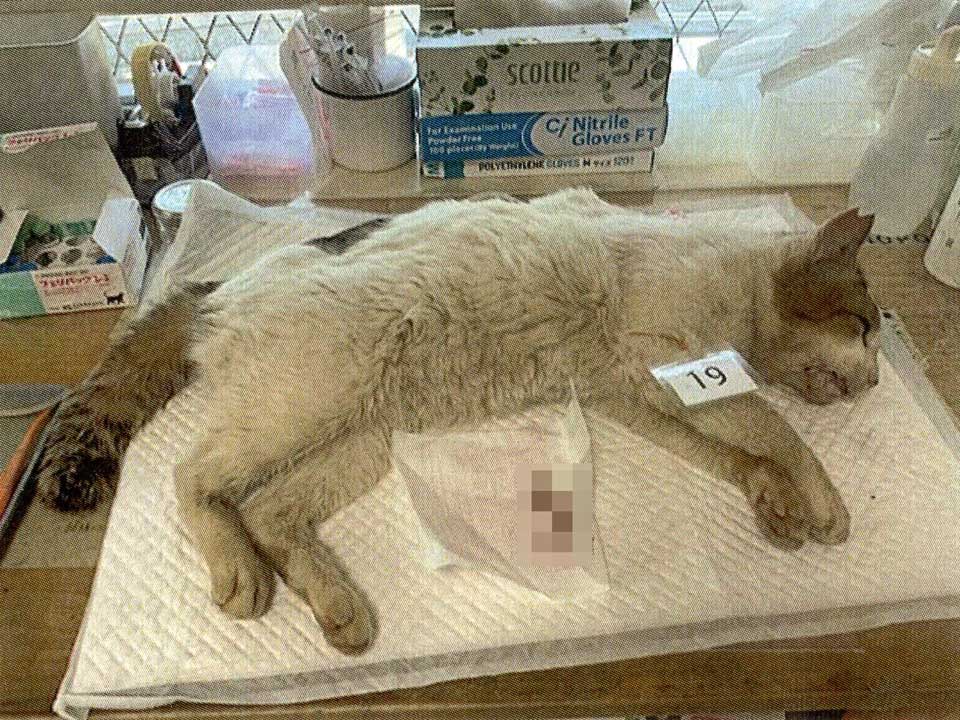 TNR No.031 術後の風来の白キジ