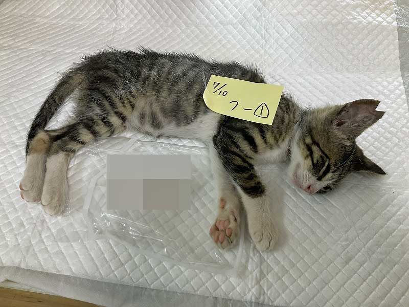 TNR No.021 隣町の地域猫さんをお世話して下さってるお宅のお庭での捕獲以来 Part1 子猫21